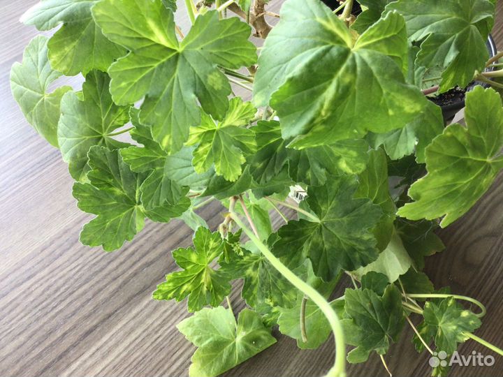 Пеларгония пятнистая Укорененный черенок