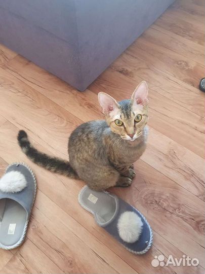 Отдам кота (кастрирован)