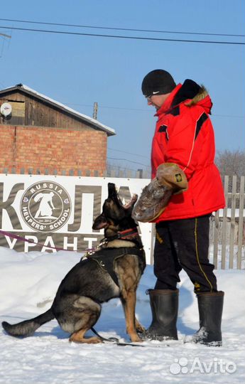 Спортивная дрессировка собак