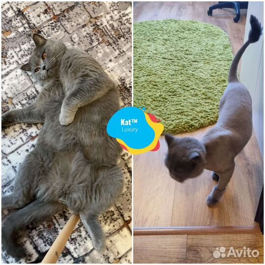 Стрижка кошек с выездом на дом. Грумер