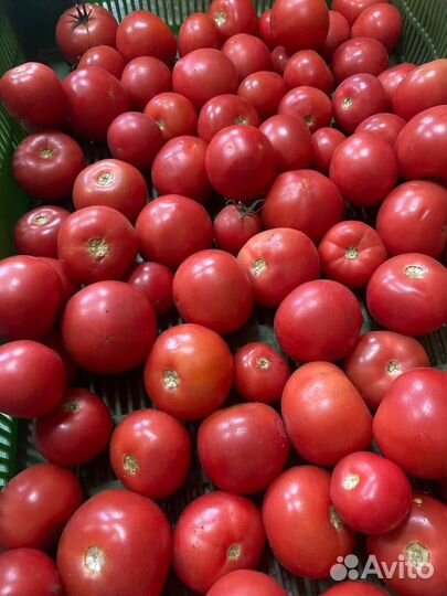 Помидор розовый мелкий, огурец Миринда некондиция