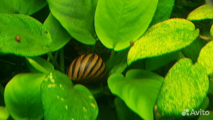 Улитки неретина зебра