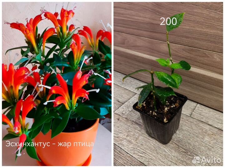 Домашние цветочки