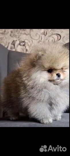 Померанский шпиц