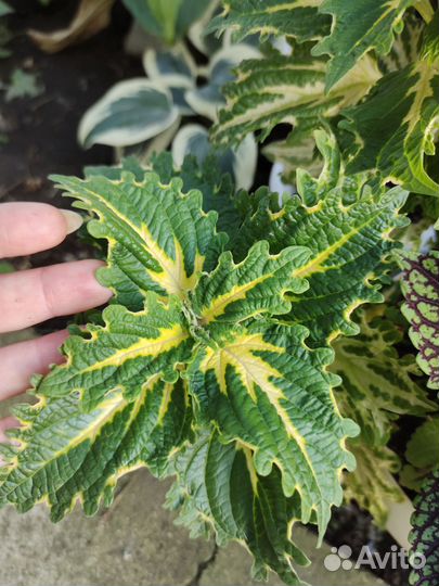 Колеусы срезы