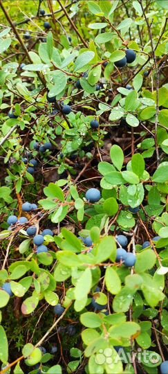 Черника брусника свежая ягоды