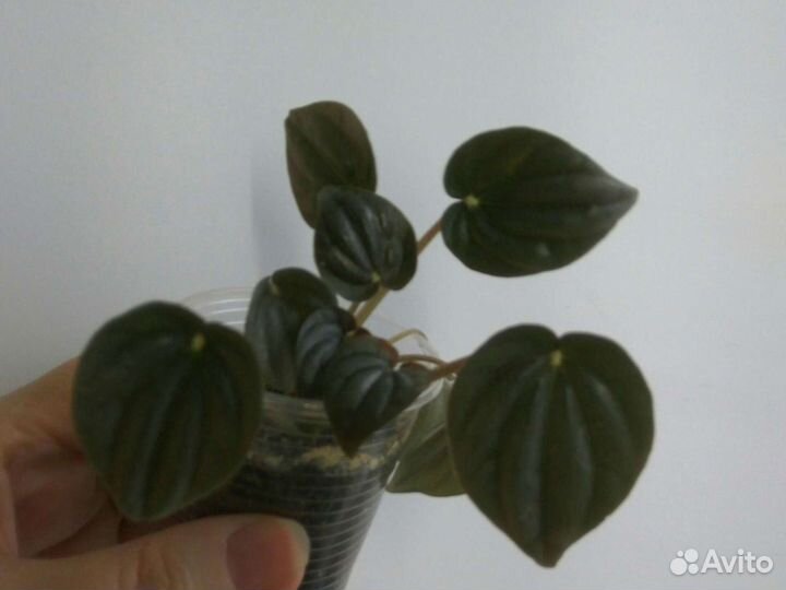 Цветы для дома