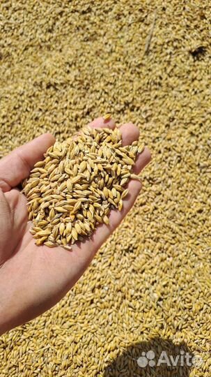 Зерно ячмень