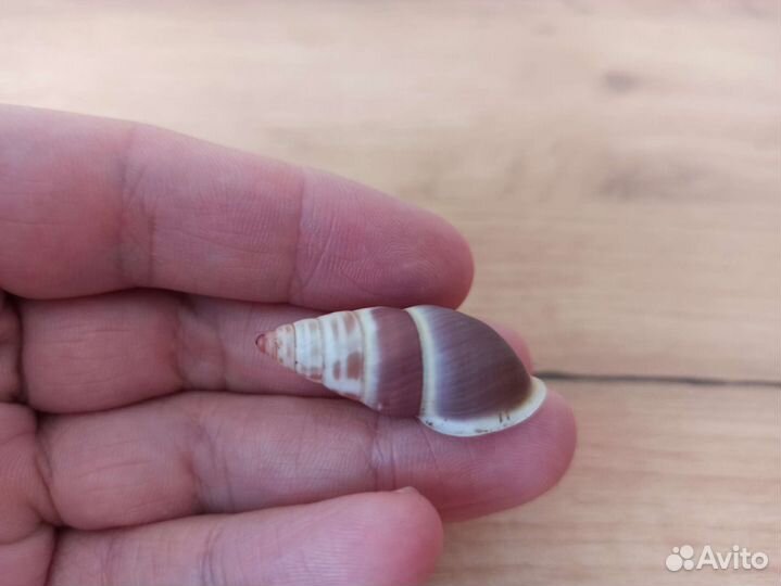 Морская раковина