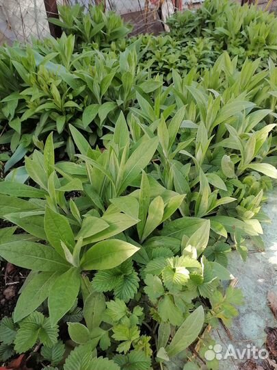 Васильки садовые (многолетники) -цена за кустик