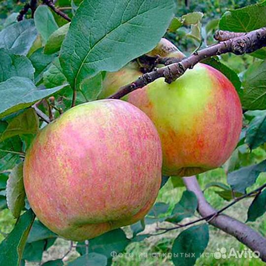 Яблоня Витязь штамбовая, саженцы окс, Сады Урала