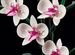 Конструктор цветы Орхидея в горшке