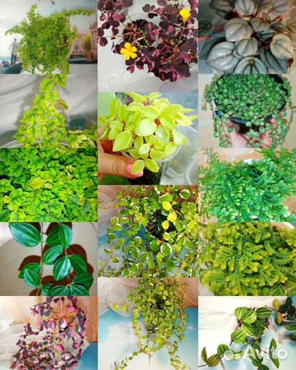 Цимбалярия,церопегия,оксалис,пеперомия