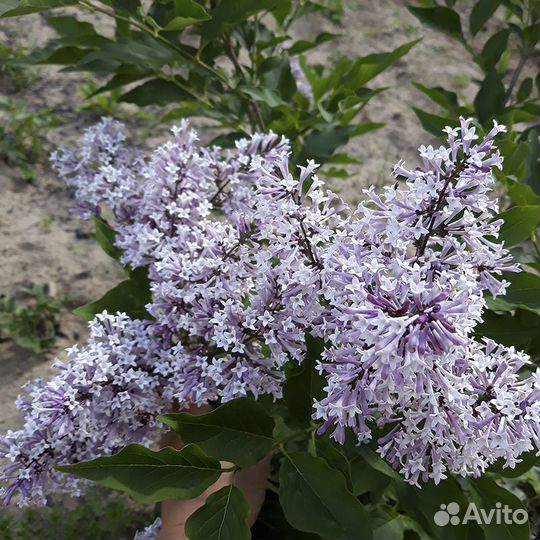 Цветущие кустарники