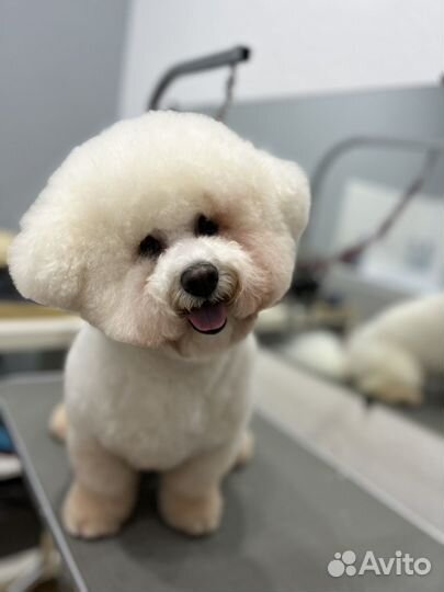 Стрижка собак