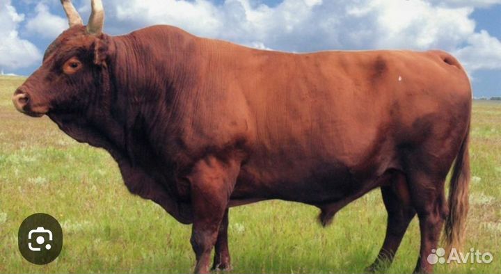 Быки на мясо