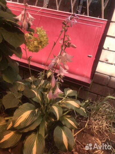 Хоста Медиовариегата, декоративная трава