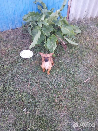 Собачка для сумочки