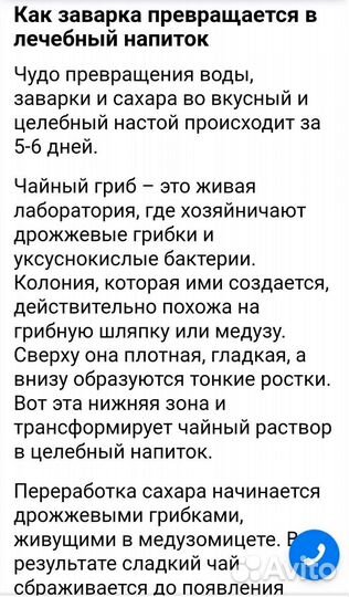 Гриб чайный