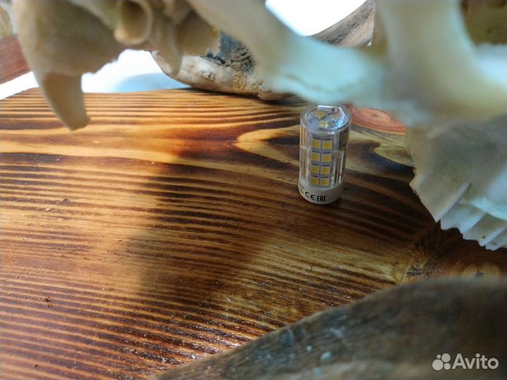 Светильник из черепа барана