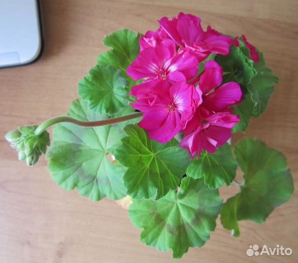 Пеларгония Karl Hagele