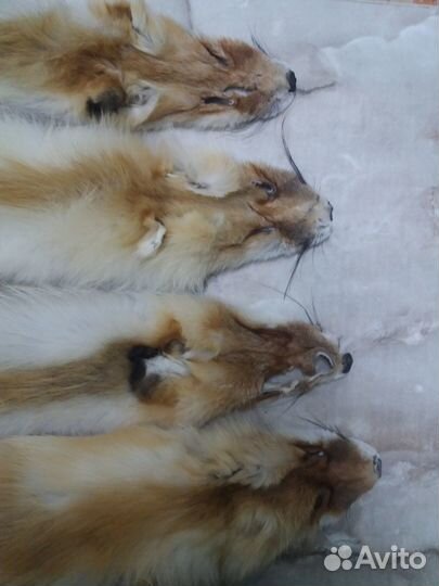 Продаю лисьи шкуры