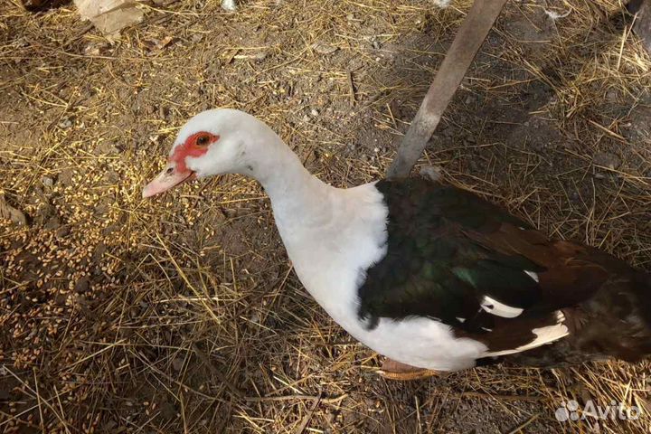 Индоутки и индоселезни