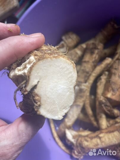 Продам корень хрена и продукты переработки хрена