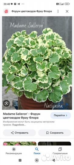 Герань пеларгония