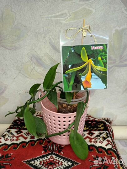 Орхидея Ваниль