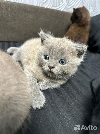 Британская