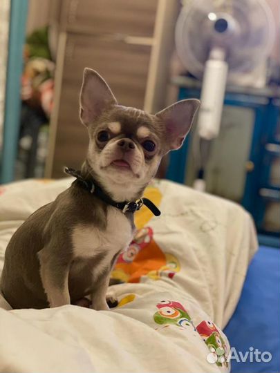 Чихуахуа кобель на вязку