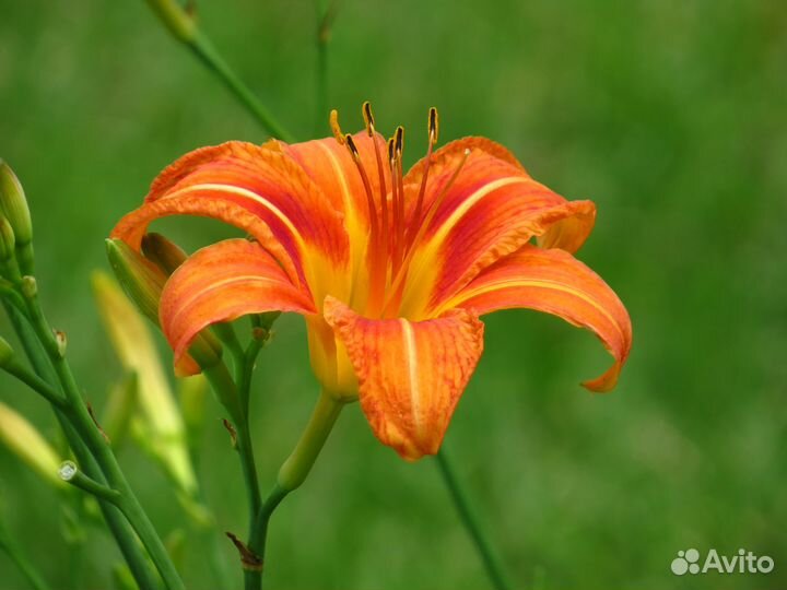 Canon PowerShot SX50 HS