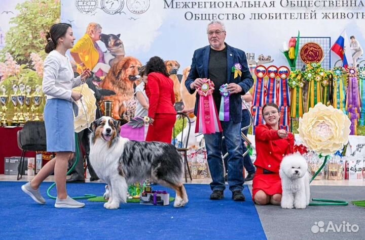 Услуги хендлера