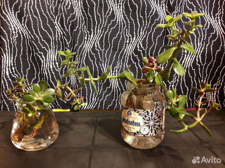 Отростки комнатных цветов