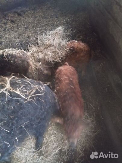 Венгерская мангалица, свиньи, свиноматка, поросята