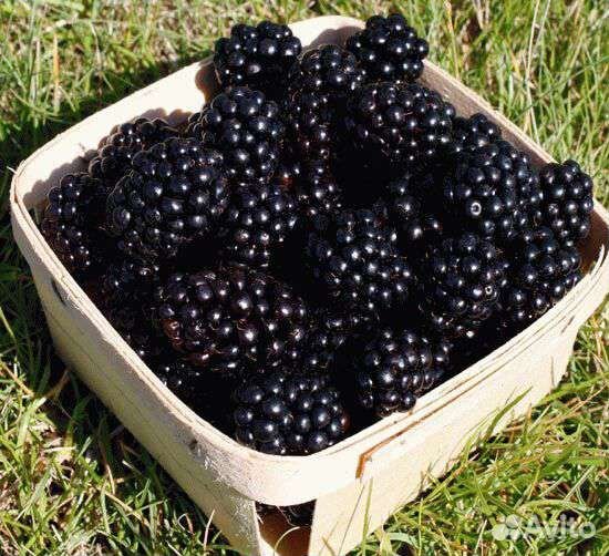 Саженцы Ежевики Торн - Фри