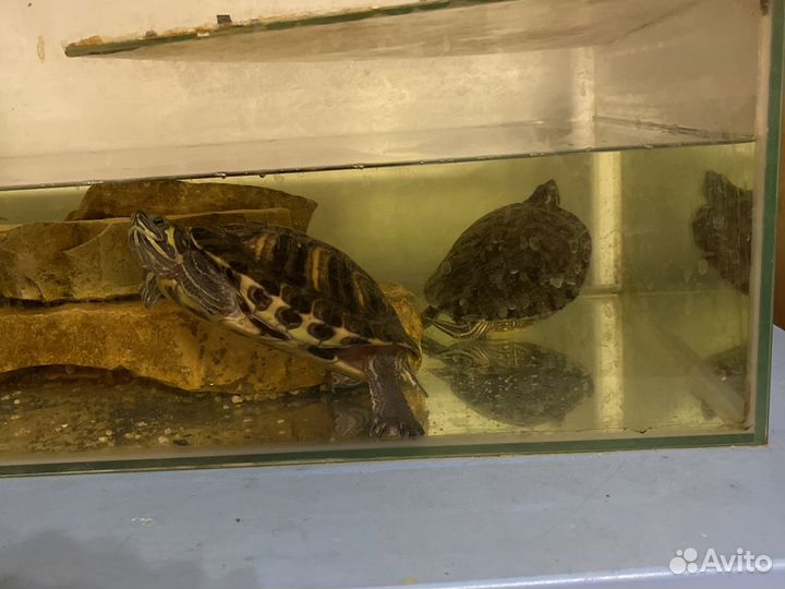 Черепаха и аквариум