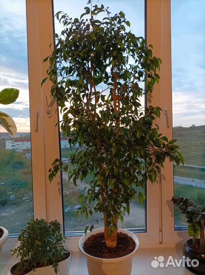 Фикус наташа