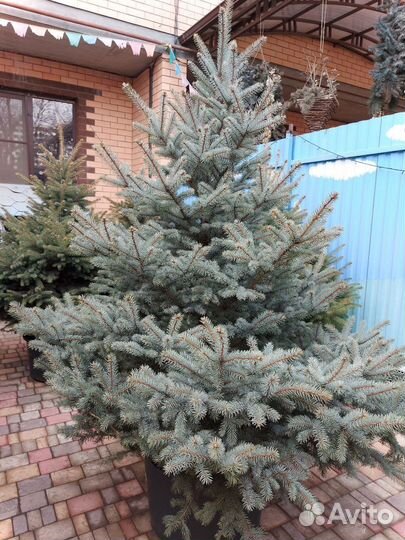 Ель 1.2м