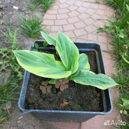 Сортовые хосты