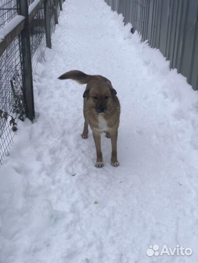 Зара, 1,5 года