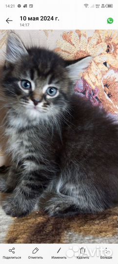 Котята сибирской кошки