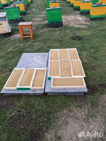 Пыльца пчелиная (обножка) 2024 год