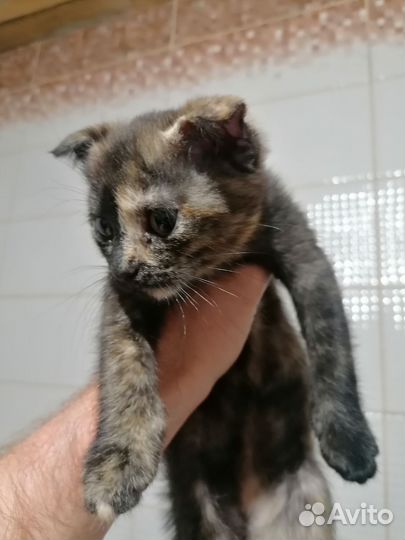 Вислоухая кошка в добрые руки