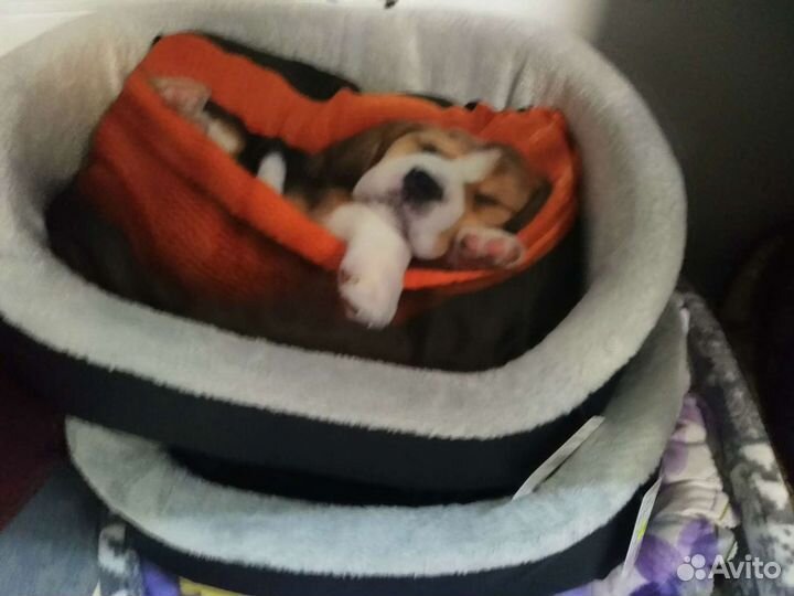 Лежанки и домики для кошек и собак