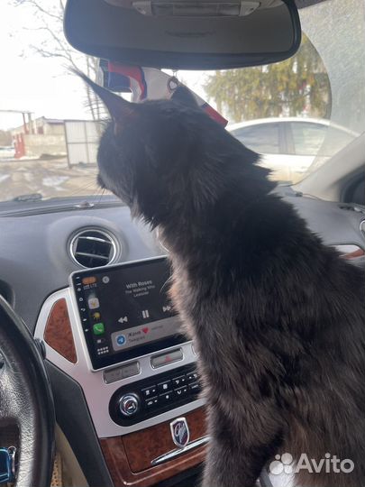 Кот мейн-кун Михаил ищет даму сердца