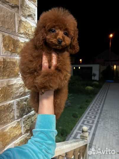 Девочка Той Пудель РКФ