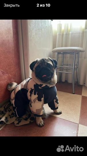 Комбинезон зимний для собак