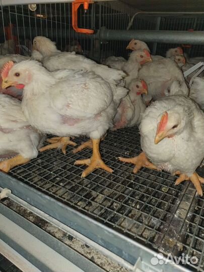 Бройлеры Кобб 500/700 и Росс 308 Желтоногие